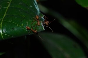 Weaver ant (Oecophylla smaragdina)