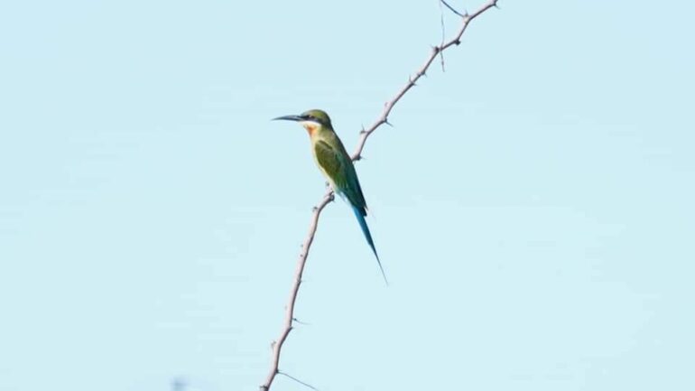 Birding at Semattankulam Tank 18.09.2022 / சேமட்டான்குளம் கண்மாய் பகுதியில்  பறவைகள் காணல்