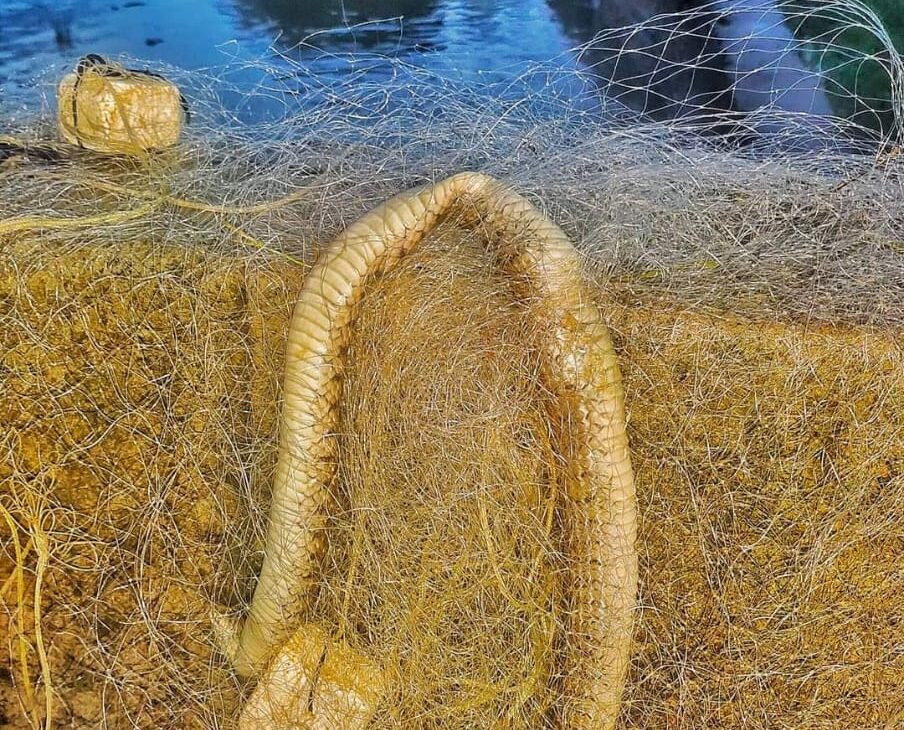 பல்லுயிர் சூழலுக்கு பெரும் அச்சுறுத்தலாகும் உள்ளூர் வலை மீன் பிடி வழக்கம்