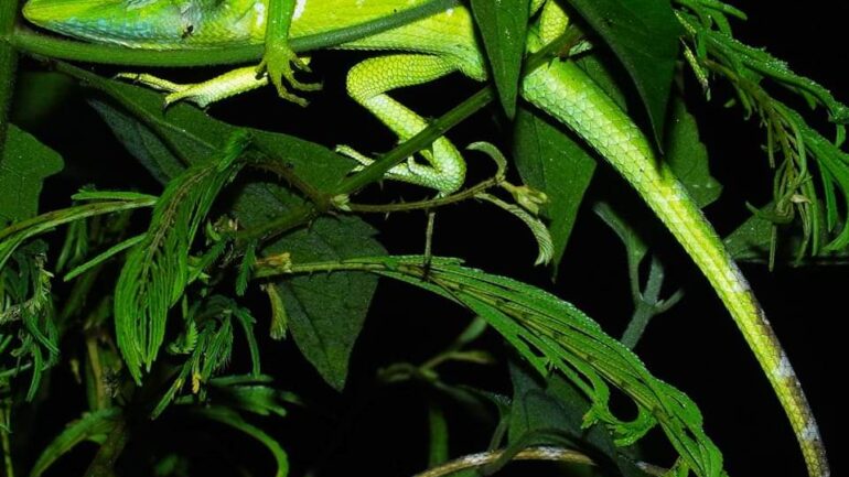 பச்சை ஓணான் (Green Forest Lizard) 𝘾𝙖𝙡𝙤𝙩𝙚𝙨 𝙘𝙖𝙡𝙤𝙩𝙚𝙨 அழகான ஓணான் (Agamidae) குடும்பத்தை சேர்ந்த இவை