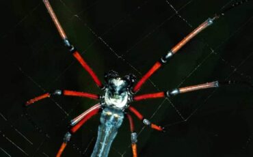 Black wood spider (செங்கால் மரச் சிலந்தி) காட்டுவழி பயணத்தில்