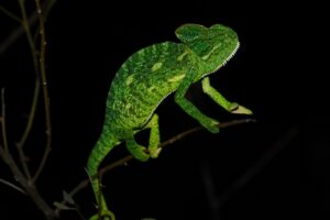 Indian chameleon (Chamaeleo zeylanicus)