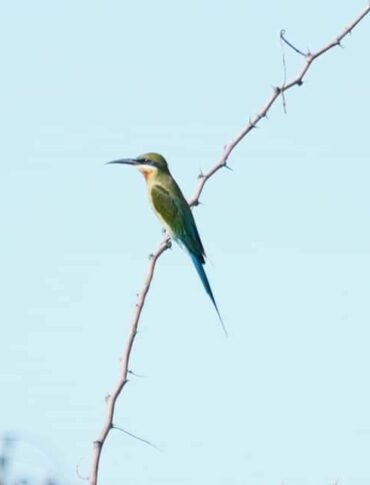 Birding at Semattankulam Tank 18.09.2022 / சேமட்டான்குளம் கண்மாய் பகுதியில்  பறவைகள் காணல்