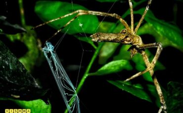 வலை வீசி சிலந்தி / Net Casting Spider (Deinopis sp)