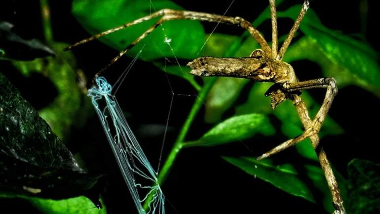 வலை வீசி சிலந்தி / Net Casting Spider (Deinopis sp)