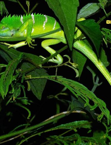 பச்சை ஓணான் (Green Forest Lizard) 𝘾𝙖𝙡𝙤𝙩𝙚𝙨 𝙘𝙖𝙡𝙤𝙩𝙚𝙨 அழகான ஓணான் (Agamidae) குடும்பத்தை சேர்ந்த இவை