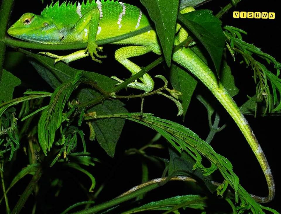 பச்சை ஓணான் (Green Forest Lizard) 𝘾𝙖𝙡𝙤𝙩𝙚𝙨 𝙘𝙖𝙡𝙤𝙩𝙚𝙨 அழகான ஓணான் (Agamidae) குடும்பத்தை சேர்ந்த இவை