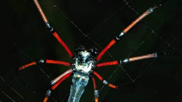 Black wood spider (செங்கால் மரச் சிலந்தி) காட்டுவழி பயணத்தில்